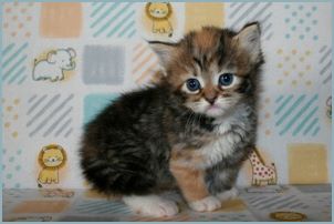 Female Siberian Kitten from Deedlebug Siberians